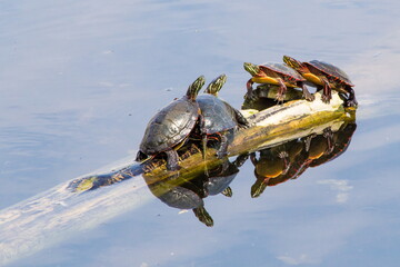Sunbathing Turtles