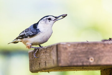 Nuthatch w/seed