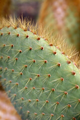 CANARY ISLANDS LANZAROTE CACTUS