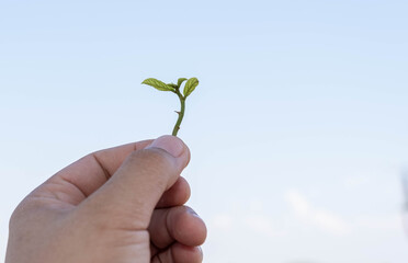 The growth of young shoots, small trees