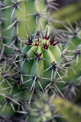 CANARY ISLANDS LANZAROTE CACTUS