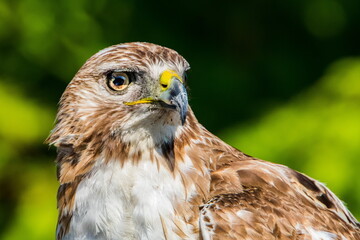 The Stare - Red Tail Hawk