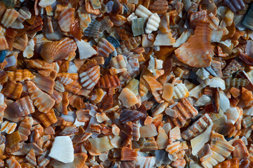 Seaside. Shell rock. Background.