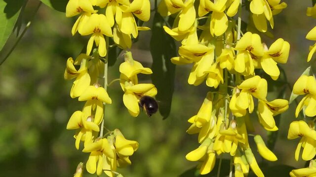Bumble bee feeds on Laburnum tree in flower with yellow fronds