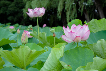 Lotus Flower At Kanagawa, Japan