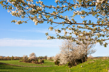 Obraz premium Beautiful rural landscape with blooming cherry blossoms
