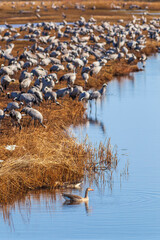 Greylag goose and a flock with Cranes at a lakeshore