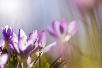 Krokus im Sonnenlicht im Frühling