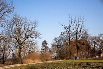 Fototapeta na wymiar a flock of young swans in the early springtime sun