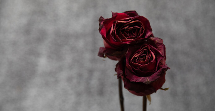 A dark and moody photo of two dried out red roses on a gray background. symbolizing the death of a relationship.
