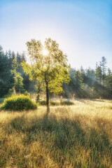 Fototapeta premium Šumava - Suché Studánky - Czechia