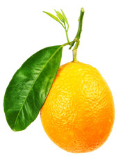 Fresh orange with leaves isolated on white background
