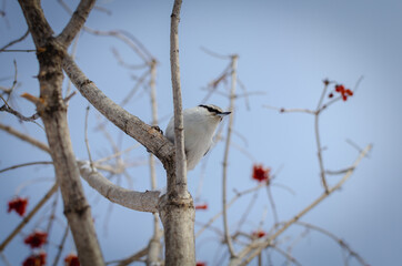 Nuthatch is a genus of passerine birds.
