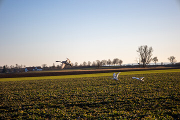 a flock of young swans in the early springtime sun