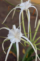 Mangrove Spider Lily Hymenocallis Latifolia White Bloom