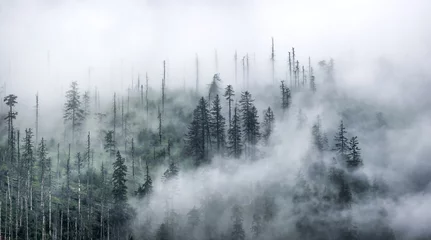 Papier Peint photo Lavable Forêt dans le brouillard Šumava - Černé jezero - République tchèque