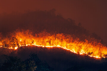 Forest fire on the mountain