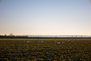 a flock of young swans in the early springtime sun