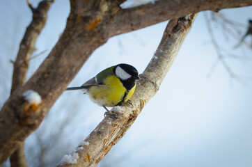 Naklejka premium Tit on the branches of a tree. Bird Yellow-bellied tit.