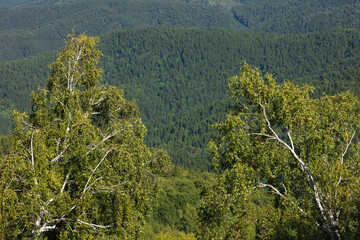 Very beautiful panoramic view of the birches from a high point