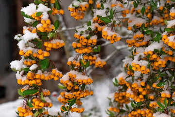 Schneebedeckte orange Beeren des Feuerdorn - Pyracantha - Busch Detail im Winter