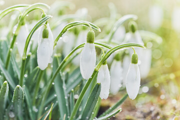 Spring snowdrops flower snowdrops with dew drops. Early spring close-up flowers with bright...