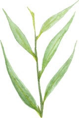 Fototapeta na wymiar green leaf isolated on white background. eucalyptus watercolor clipart