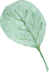 green leaf isolated on white background. eucalyptus watercolor clipart