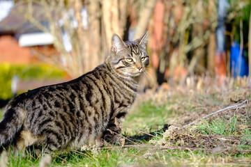 Naklejka na ściany i meble gray tiger domestic cat roams a garden