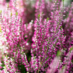 Square format of sunlit floral background with pink Heather flowers common known as Callluna Vulgarus, bokeh effect. Botanical  background with shining sparkles in square format