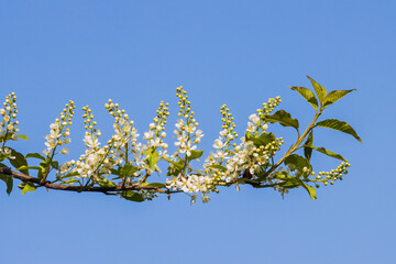 tree branch with spring flowers