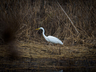 white egret stands on the shore of a lake and the water is calm