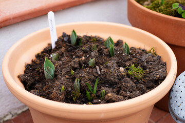 Spring bulbs starting to grow in terra cotta pot.