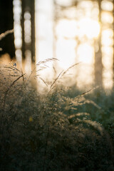 Šumava - Pancíř - Czechia