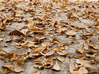 Dry leaves on cement floor