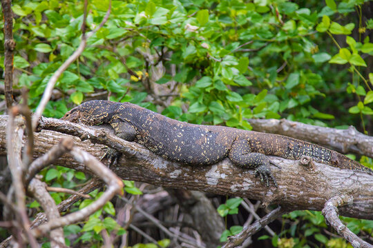Large monitor lizard on the tree. Selective focus.