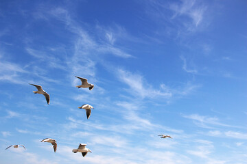 birds in flight