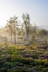 Šumava - Chalupská slať - Czechia