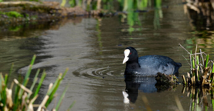 Bl&auml;sshuhn, Bl&auml;ssralle // Eurasian coot (Fulica atra)