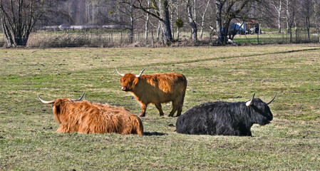 Scottish highland cows in a meadow. Baden Wuerttemberg, Germany, Europe
