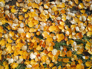 Rich yellow and orange autumn poplar leaves lie on the ground and grass. Top view, natural background.