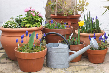 Spring bulb flowers in terra cotta pots and water can on the terrace
