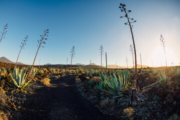 Agave plants and sunset tones with volcanic landscape in Lanzarote