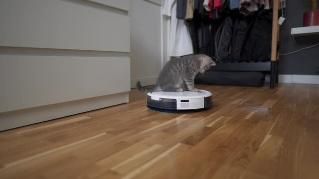 Cleaning theme, smart technology and pets. Automatic robot vacuum cleaner cleans the room, while gray Scotch kitten is played at home. Cat on robotic vacuum cleaner in house. Home automatic cleaning