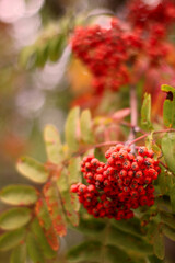 red berries in autumn