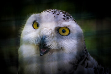 Šumava - Borová Lada sovinec - Czechia