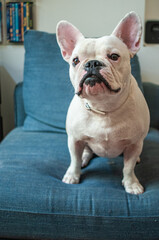 White French Bulldog indoors. Dog is sitting on couch, indoor shot, lifestyle. Pet in house, dog on furniture