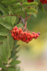 red berries on a tree
