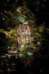 Šumava - Borová Lada sovinec - Czechia
