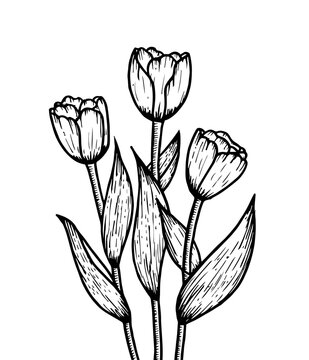 Tulip flower graphic black and white isolated bouquet sketch illustration vector, hand drawing